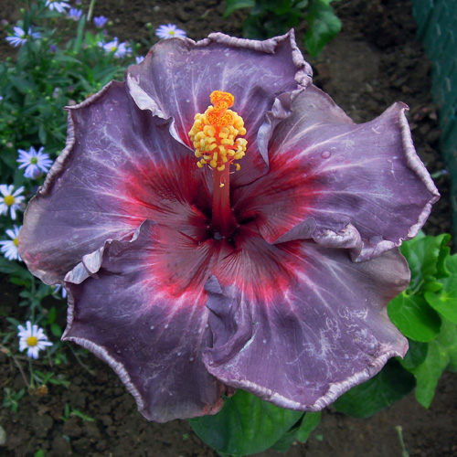 Taiwan Purple Medal